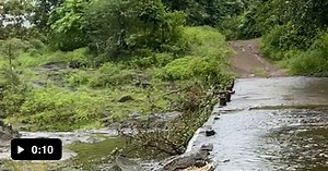 Animal crossing - WTF