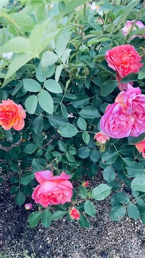 22 reactions · 18 comments | Rose flower short videos #highlightseveryonefollowers #fypreelsシ゚viralシ #CommunityEngagement | Biyaheng Bohol | Facebook