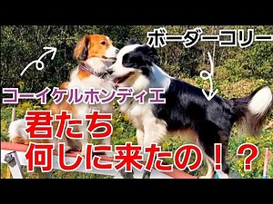 コーイケルホンディエとアジリティ練習に励む！？【ボーダーコリー犬】