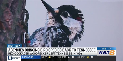 TWRA unveils plan to reintroduce threatened species back into Tennessee
