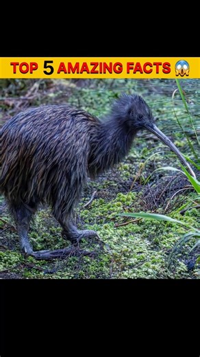 विश्व का ऐसा पक्षी है जिसके पंख नहीं होते। 🤔#shorts #trending #reels #ytshorts #facts #shortfacts