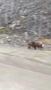 Grizzly Bear Tries To Outrun Car