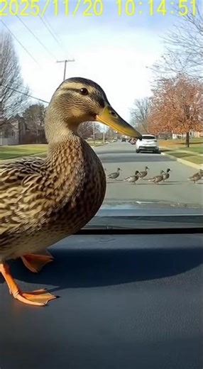 Duck Hijacks Car Hood!