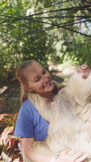 We're celebrating International Sloth Day with Luey and Mila 🦥 Meet their individual gentle charm at Discovery Cove during your next visit! 💙 #InternationalSlothDay | Discovery Cove