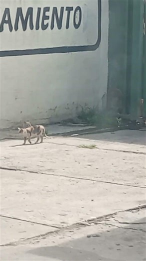 DON GATO Y SU PANDILLA!!!🐈🐈🤣 #cat #cats #gatos #gatitos #catvideos #catshorts