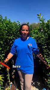 3 easy to grow citrus in Texas! 🍊 - Arctic & Orange Frost Satsumas - both locations- Tart Kumquats - Bandera rd. Location only- Improved Meyer Lemons - both locations Growing citrus isn't as hard as it looks. All citrus should be kept in full sun ☀️ & kept in pots since they are tropical, unless they are the "Frost" varieties. 🍋 Most citrus are self fruitful but by planting another citrus near by, their yield increases! 🍋‍🟩🍋🍊Find these at both of our locations! 📍🌈2585 Thousand Oaks Dr851