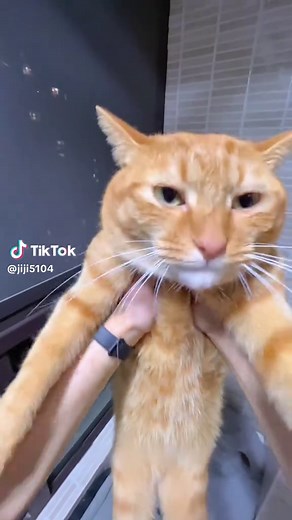 Hachimi: El Gato Naranja Más Divertido