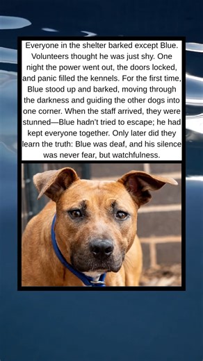 Blue, Who Barked Only Once
