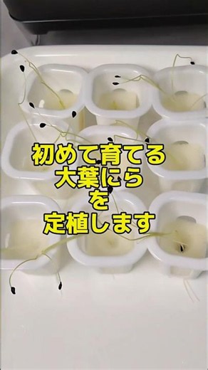 【水耕栽培】初めての 大葉にらの植え付け！…からのまさかの結末 次回、無限収穫編へ！ #水耕栽培 #家庭菜園 #大葉にら #室内水耕栽培