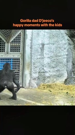 D'jeeco Gorilla Family: Happy Moments with the Kids at Taipei Zoo