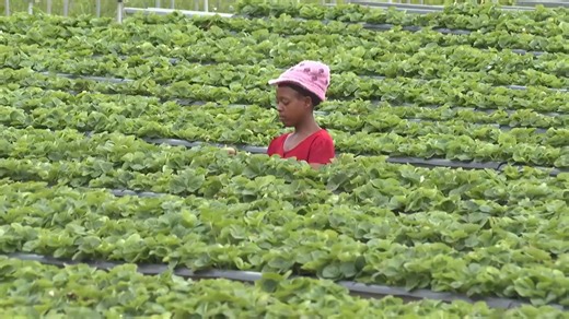 Rwanda, Africa's most densely populated nation, tries to protect its farmland