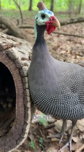 You Won’t Believe What Was Living Inside This Forest Log 🌳🐦