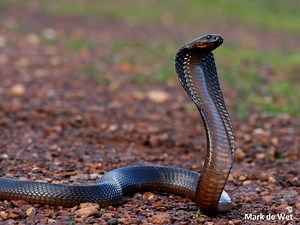 Cape cobra ~ Everything You Need to Know with Photos | Videos