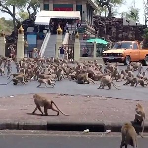 52K views · 470 reactions | This video of hundreds of monkeys fighting for a banana in Thailand is receiving a lot of attention. Some say the monkeys are not as well fed due to the drop in tourism from Covid-19 | The National | Facebook