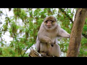 The Barbary macaque / Algeria, Libya, Tunisia and Morocco