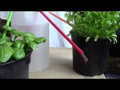 Capillary Irrigation