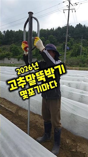 괴산청결고추 고추말뚝박기 몇포기마다 말뚝박는방법 타격봉 청정괴산 오가농원 #shorts