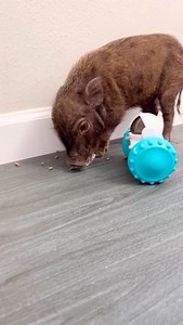 5.2K views · 800 reactions | @mini_mavis_thepig #minipig #pigs #piggypooandcrew #minipigsofinstagram #animals #minipiglife #pets #pigsofinstagram #dogsofinstagram #oink #minimavisthepig #minipigaddiction #snout #azmicrominipigs #piggy | AZ Micro Mini Pigs | Facebook