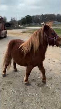 TSP LOT# 3237 - Mini Pony - Mare - Exposed - $1200 - Under 32 inches