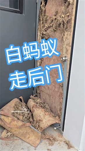 白蚁入侵迹象视频白蚁可以为你家的门去一层皮 。。。不要等到 白蚁问题 很多之后才处理。AbleddinSolutions Alan 白蚁专家 016-972 0068