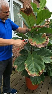 Identify Plants, Diagnose Diseases, Customize Care Tips, Become a Better Plant Parent🌸🌸🌸 | Plant Parent