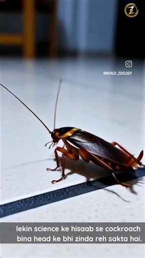 Can a Cockroach Live Without Its Head? 😱 |Zoology world #dailyshorts #facts