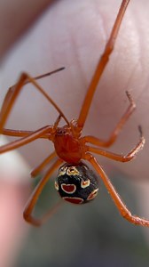 Wait, there’s a RED widow? The red widow is a beautiful spider species that is endemic to special habitat in central and south Florida! These spiders have done a great job of filling a specific niche in their respective ecosystem by hunting in a particular way. They create messy webs in and around palmettos and scrub oaks that ensnare moths and beetles as they fly through these plants. The red widow is a great example of a species that is perfectly adapted to its environment, but now is in poten