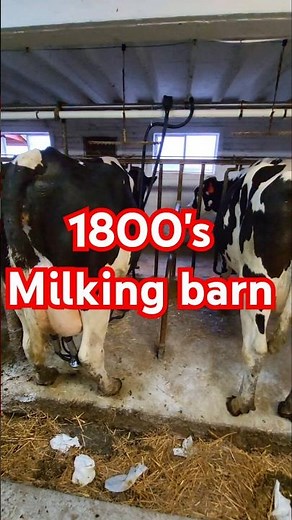 Our old milking barn in action!! #cow #agriculture #farm #dairy #farming #cattle #barn #farmer