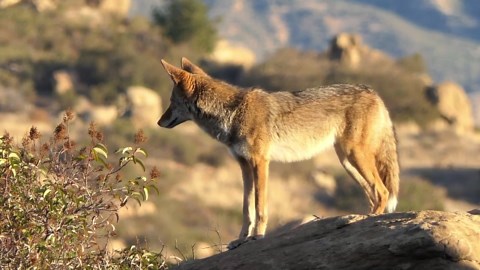 Coyote Up Close: An Adaptable Predator Unveiled