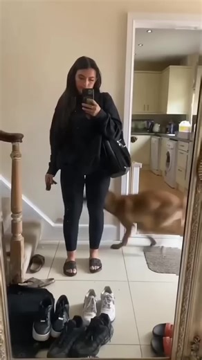 Belgian Shepherd Dog Funny Moments Compilation
