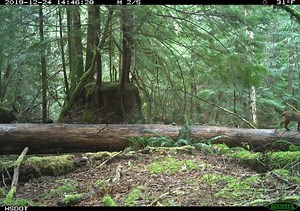 A little wildlife for a Thursday morning. Our camera located about a quarter-mile off highway captured these images of a bobcat over a period between late December and January. This gives us a sense of wildlife activity that happens away from the road, providing a baseline to compare vs what we see near highways and at animal crossings. For example, 64 percent of off-highway cameras have detected a bobcat while only 14 percent of cameras near highways have. For comparison, 93 percent of cameras 
