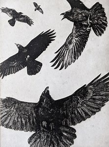 Holiday Wall Art, Flight, Raven Artwork, Raven, Crow, Etching, Hand-made Etching, Raven Art, Unique Gift, Wildlife Décor - Etsy