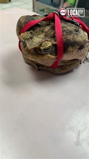 This frog was taken on an on-leash walk 🐸 | Localish