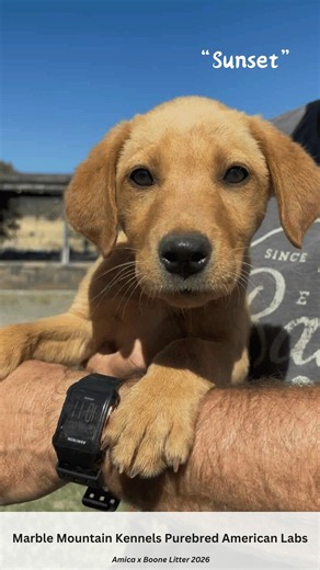 Fox Red Female Lab Puppy “Sunset” found her Forever Family! - SOLD