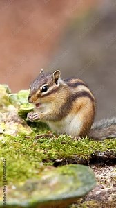Vertical of a Siberian chipmunk (Eutamias sibiricus) eating a nut in the forest Stock Video