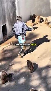 Meet Punch #foryou #interestingfacts #youtubeshorts #viral #shorts