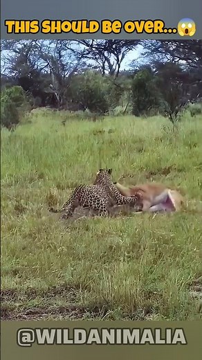 Leopard vs Impala | A Fight for Survival in the Wild #nature #animals #wildlife