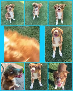 82 reactions · 19 shares | Adopted! Who's ready for a puppy?! Meet...