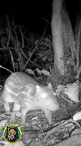 Tepezcuintle (Cuniculus paca) ¿lo conocías ? #nature #naturaleza #mexico | The Santo Grial