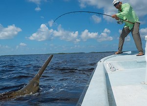 We head into the murky depths of the Caloosahatchee River in search of the prehistoric Sawfish. With the help of Conway Charters we caught six Sawfish to 13 feet long for acoustic tagging research with Florida FWC. #RiverMonsters #FWC #Science #Conservation | The Intrepid Angler