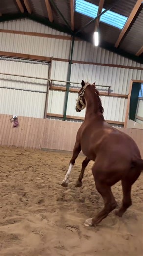 Mein Pferd Tyson liebt das Freispringen! 🤩🤣