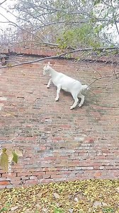Goat's impressive skills: walking along 3-meter brick wall | Handy Panda