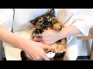 長毛猫のサマーカット・ずっとカメラ目線の犬