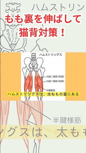 【腰痛・姿勢改善】硬くなった太ももの裏をやさしく伸ばすハムストリングスストレッチ【しおやき鍼灸整骨院】 #shorts