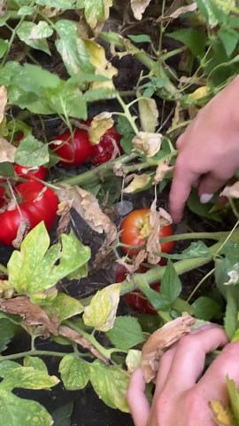 When To Pick Your Tomatoes To Avoid Splitting