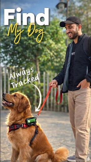 Every Pet Parent Needs This 4G GPS Tracker