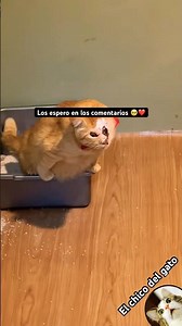 All a lovely message 🥺❤️ #cats #cat #pets #animals #shorts