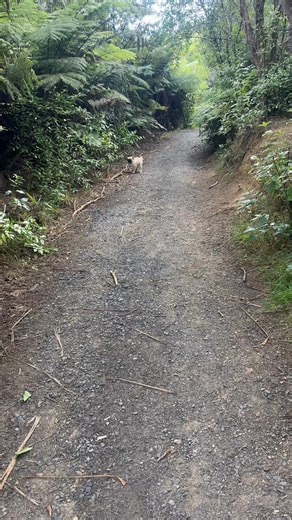 Daisy's First Bush Walk Adventure