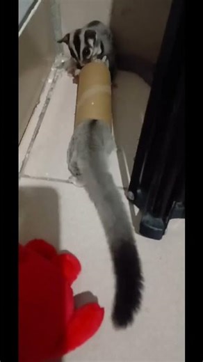 Emg random kelakuannya 🤣 #sugargliderindonesia #sugargliderlovers #pets #youtubeshorts