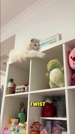 The Strange Science of Cat Hiccups 🐾🤔